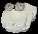 Two Large Enrolled Flexicalymene Trilobites - Ohio #14138-1